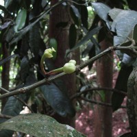 Garcinia xanthochymus Hook.f. ex T.Anderson